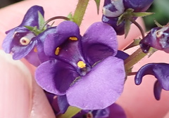 Diascia parviflora