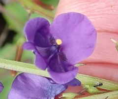 Diascia parviflora