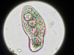Parameciidae