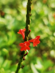 Stachytarpheta microphylla