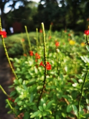 Stachytarpheta microphylla