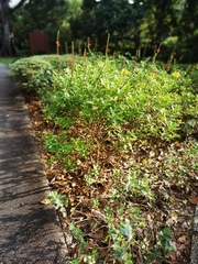 Stachytarpheta microphylla