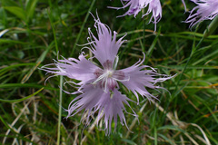 Dianthus sternbergii