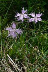 Dianthus sternbergii