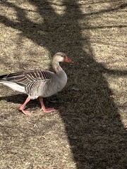 Anser anser