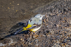 Motacilla cinerea cinerea