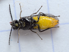 Pristiphora tetrica
