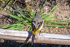 Motacilla cinerea cinerea