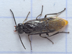 Pristiphora tetrica