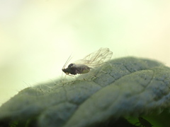 Aphis umbrella