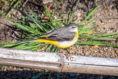Motacilla cinerea cinerea