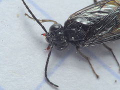 Pristiphora tetrica