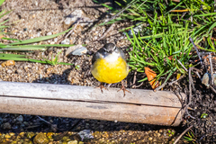 Motacilla cinerea cinerea