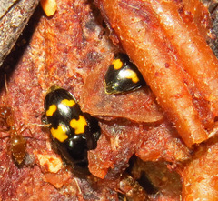 Glischrochilus fasciatus