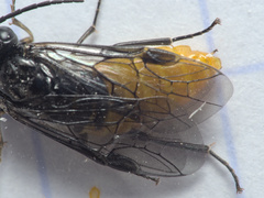 Pristiphora tetrica