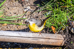 Motacilla cinerea cinerea