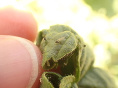 Aphis umbrella