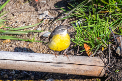 Motacilla cinerea cinerea