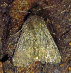 Condica sutor