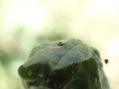 Aphis umbrella