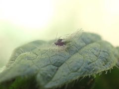Aphis umbrella