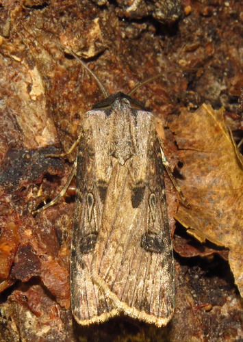Rascal Dart photo 2