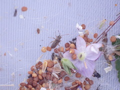 Nysius graminicola