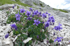 Aquilegia iulia
