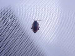 Phyllotreta ochripes