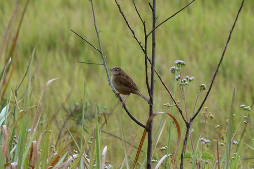 Cincloramphus timoriensis