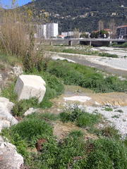 Phyllotreta ochripes