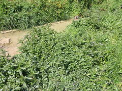 Phyllotreta ochripes