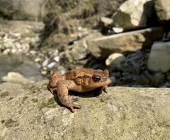 Bufo verrucosissimus