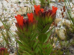 Lobostemon sanguineus