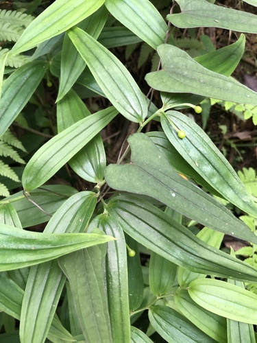 Disporum shimadae (Disporum shimadae)