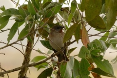 Conopophila rufogularis