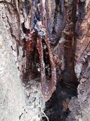 Homotrigona apicalis