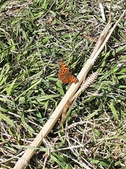 Polygonia c-album