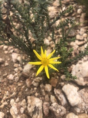 Osteospermum polygaloides