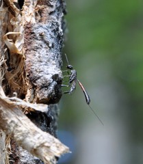 Gasteruption erythrostomum