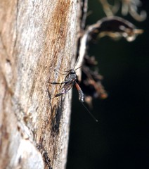 Gasteruption erythrostomum