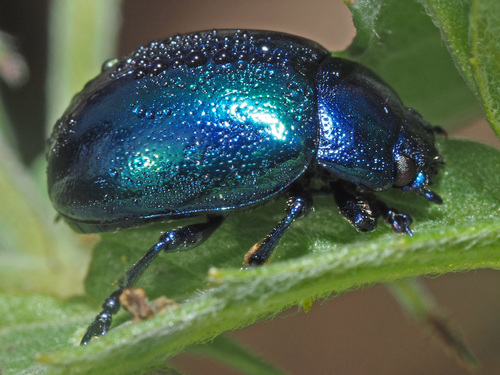 Mint beetle, photo 4 of 10