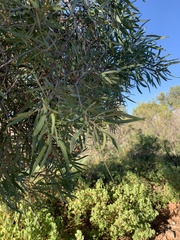 Alectryon oleifolius