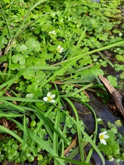 Ranunculus omiophyllus
