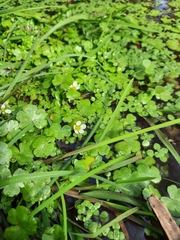 Ranunculus omiophyllus