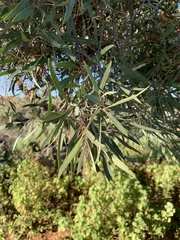 Alectryon oleifolius