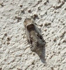 Parahypopta caestrum