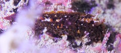 Madrella ferruginosa