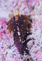 Madrella ferruginosa