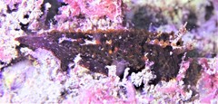 Madrella ferruginosa